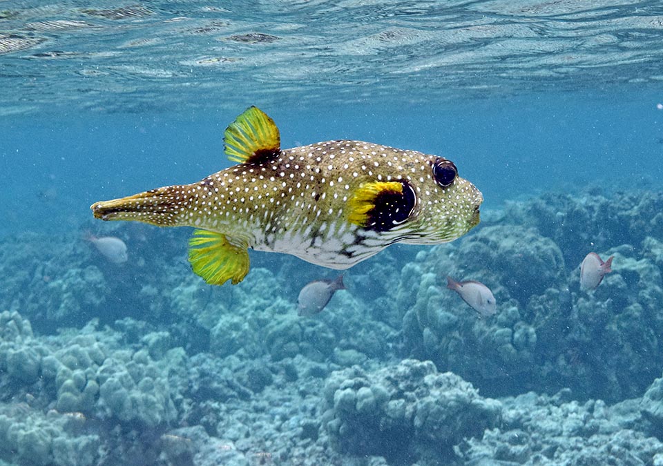 Arothron hispidus ne dépasse pas 50 cm. Lorsqu’il est irrité ou en danger, il peut se gonfler d’eau ou d’air prenant l’apparence d’une balle, difficile à attraper et avaler par le prédateur. Il vit en se nourrissant de crustacés, de mollusques, d'annélides, d'échinodermes, de tuniciers, d'éponges, de coraux et certaines algues charnues