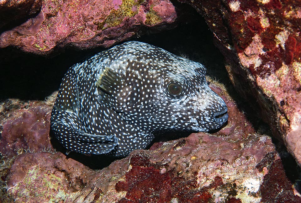 Relaxation time. Like all pufferfishes, Arothron meleagris can swell with air or water when it is upset or feels in danger to prevent bad guys from grabbing it 