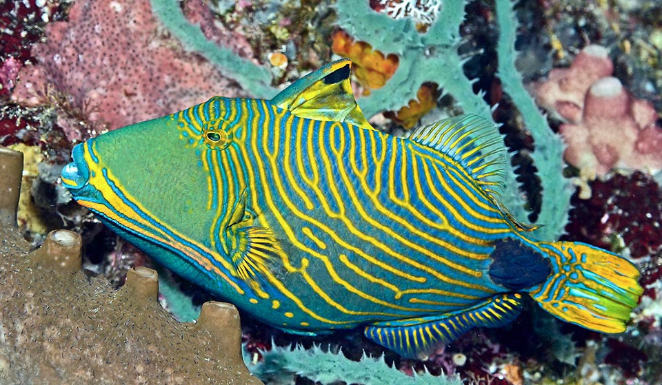 I colori della livrea, al tempo stesso mimetici e aposematici, variano secondo le zone, l’umore del pesce e il sesso