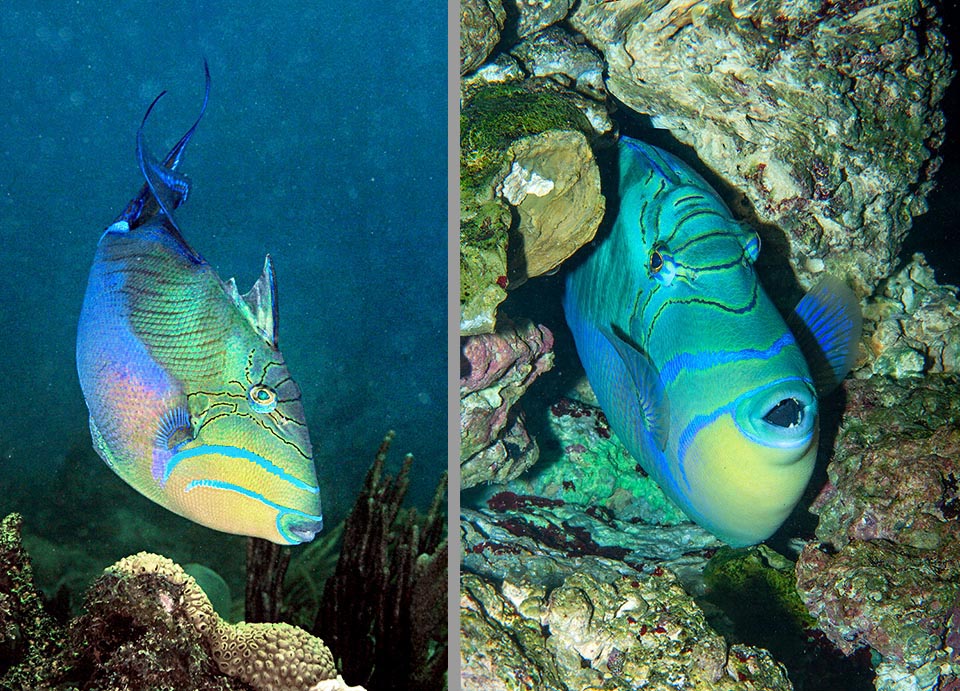 The spiny ray of the first dorsal fin may be blocked vertically like a dagger, and remains as such, even if the fish passes away, tearing open the stomach of the predators. It allows, by folding it up, to enter grottoes having a low way in. Then, once blocked, it can sleep peacefully without the risk of being dragged out by the currents 