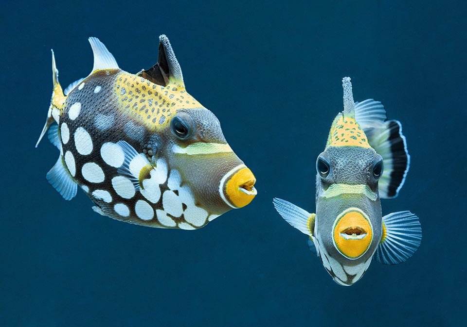 A couple of Balistoides conspicillum. The eggs are laid in a nest dug into the sand and monitored until hatching