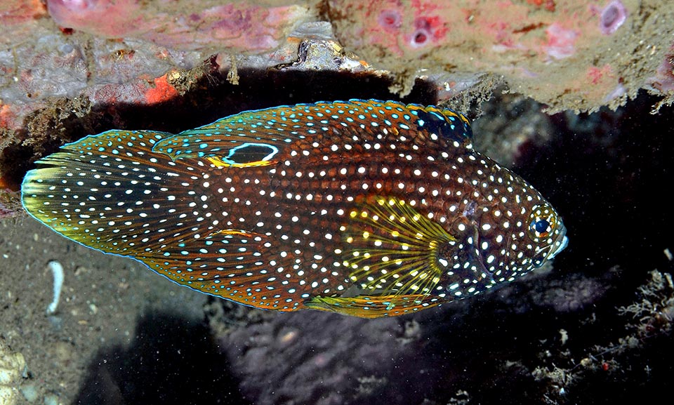 The females spawn 300-500 eggs, glued with fine threads to the substratum, and they stand watching for 5-6 days, until the hatch 