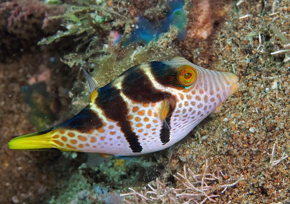 Omnivorous, it frees madrepores from infesting weeds, but also eats their polyps. It nibbles sponges and ascidia and hunts small crustaceans, mollusks and small worms