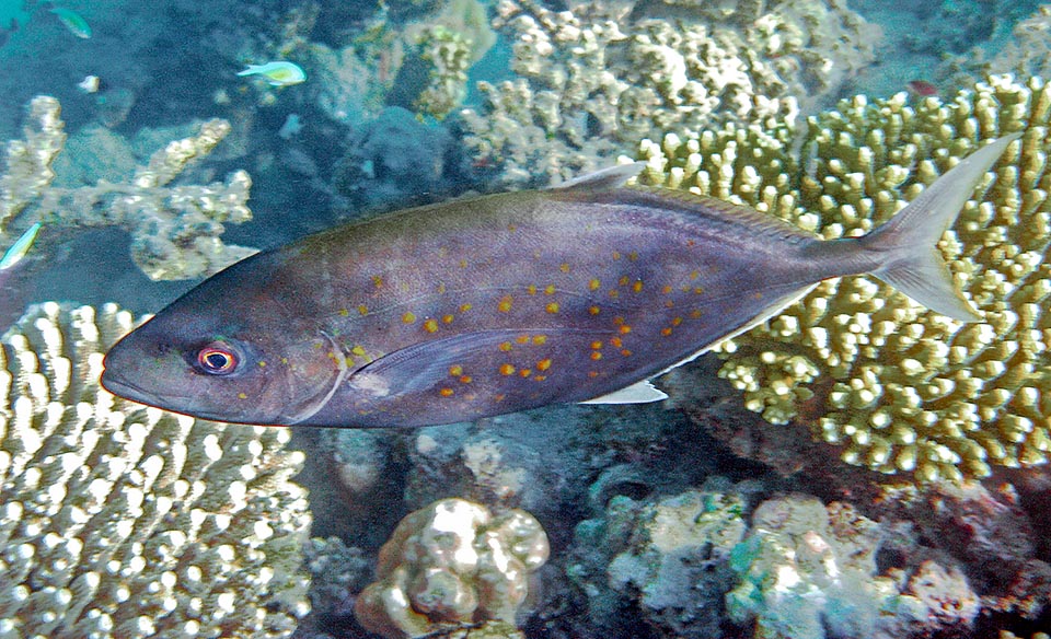 Carangoides bajad, Carangidae