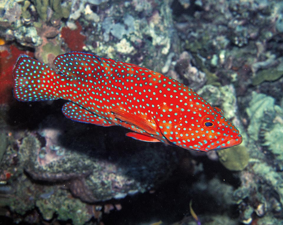 Known as Coral hind or Coral grouper, Cephalopholis miniata is a territorial species, hermaphrodite proterogynous, that is with females that once reached a certain age may transform in males 