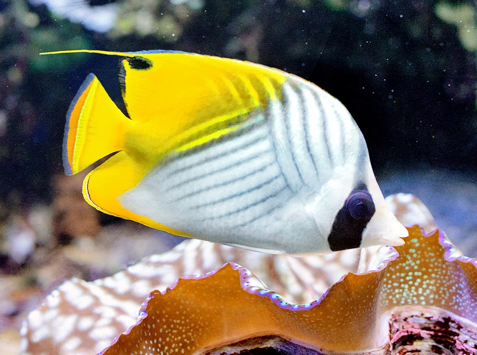 Le museau est allongé pour attraper la nourriture entre les coraux : polypes de madrépores, anémones de mer, polychètes, nudibranches, petits crustacés, phytoplancton et algues