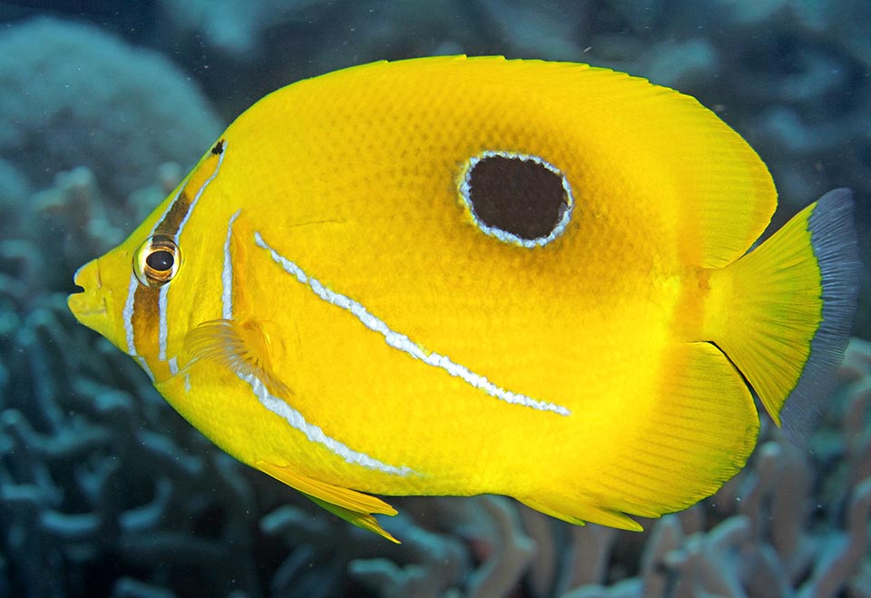 The snout is short as it does not look for food in the holes, as it mainly eats the corals' polyps. It does not seem an endangered species but the data to say this are missing 