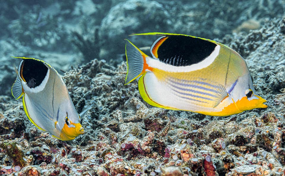 La riproduzione non avviene in gruppo ma a coppie che abbandonano le uova fecondate alle correnti. La resilienza è buona e non è una specie a rischio