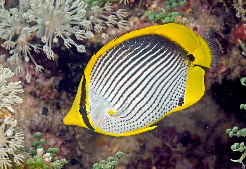 As often happens, the eye is masked by a black band, and the characteristic oblique hatching of body breaks with rows of aligned spots on ventral side 