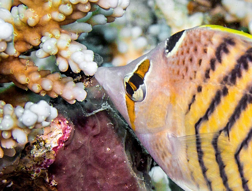 Ecco il goloso all’opera, mentre li divora abilmente aiutato dal lungo muso, senza lasciare il tempo alla madrepora di ritrarli