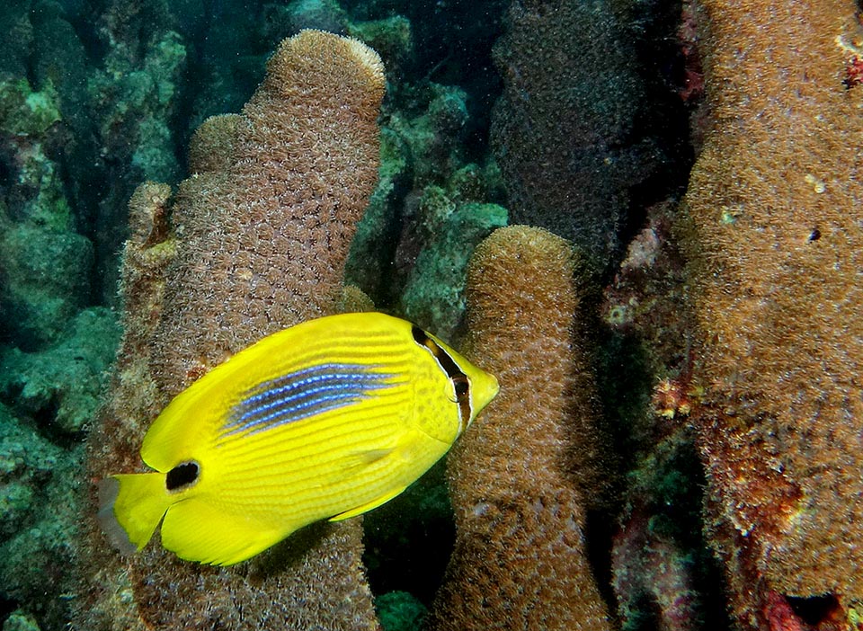 In fact, it is a strictly carnivorous fish eating also the polyps of Pocillopora damicornis, a madrepore very resistant to the global warming