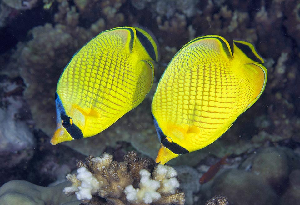 It lives solitary or paired. The fecundated eggs are entrusted to the currents and the species, little fished and with good resilience, is not endangered 