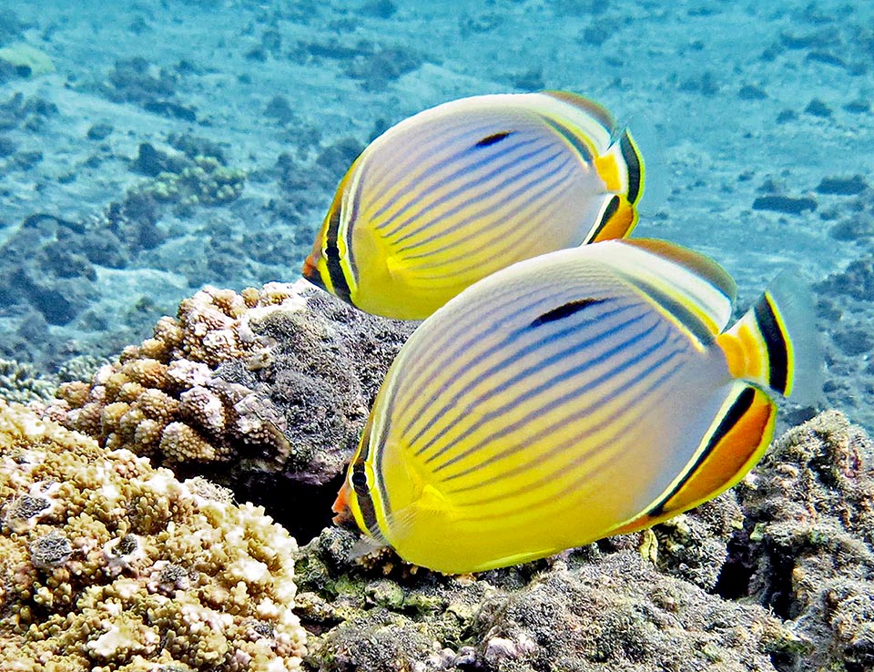 Territorial and aggressive towards the other Chaetodon, it lives and reproduces in pairs. Fecundated eggs are entrusted to currents that will take larvae in faraway lands 