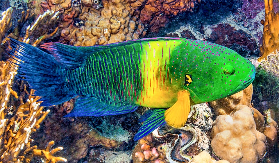 Aquí con colores más brillantes, una cola azul con flecos y, a menudo, una banda amarilla vertical mimética que divide visualmente al pez en dos