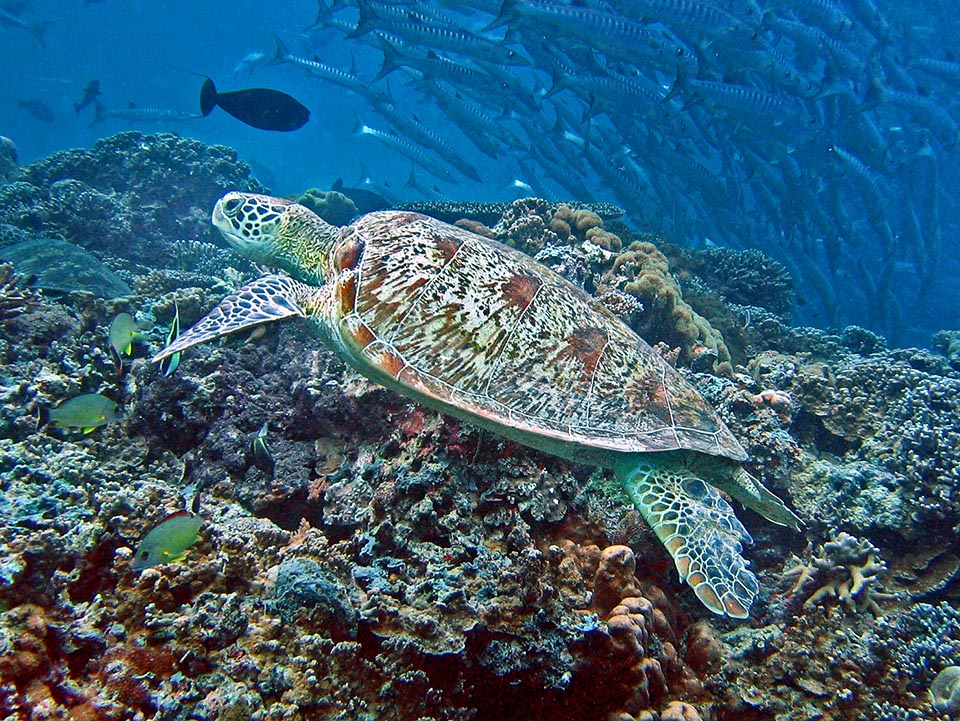 Le jour ces animaux préfèrent d'habitude nager près de la surface et respirer souvent alors que la nuit ils aiment mieux les longues immersions 