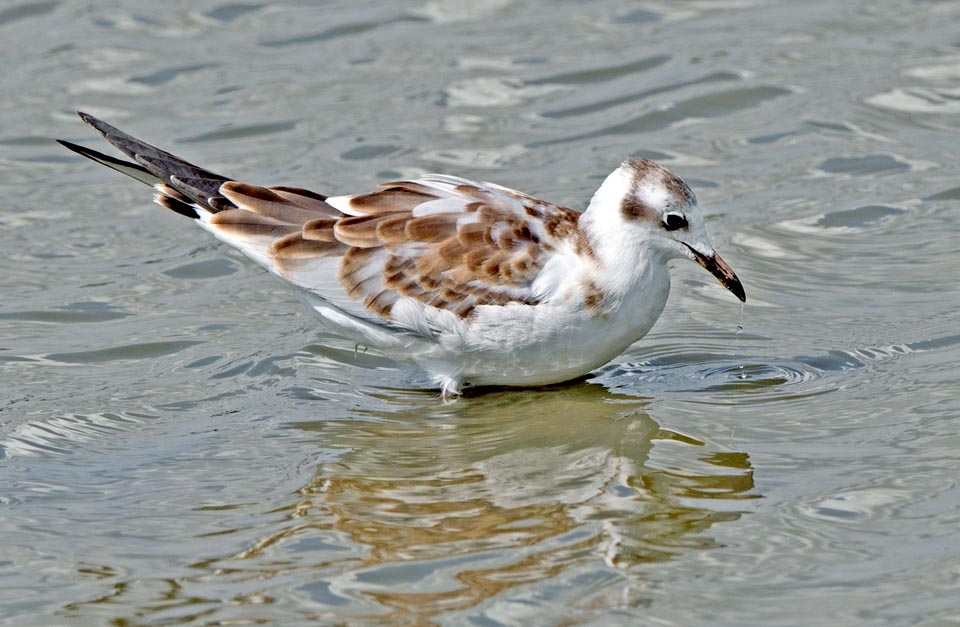 Chroicocephalus ridibundus, Black-headed gull 