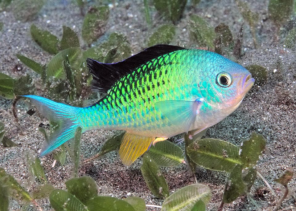 Maschio in livrea nuziale. Anche se il branco si riproduce contemporaneamente, lo sperma non viene rilasciato in mare. La fecondazione avviene in coppia 