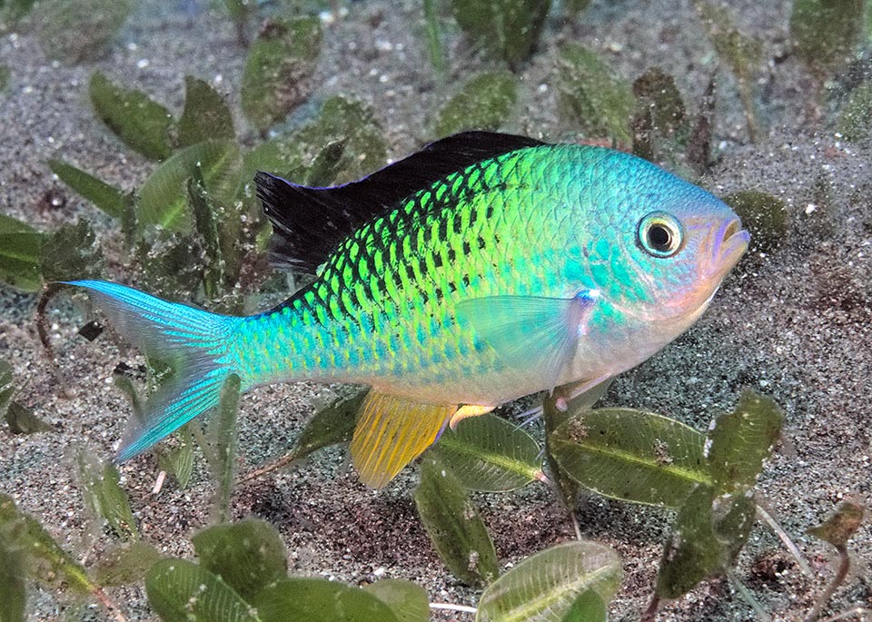 Chromis viridis Monaco Nature Encyclopedia