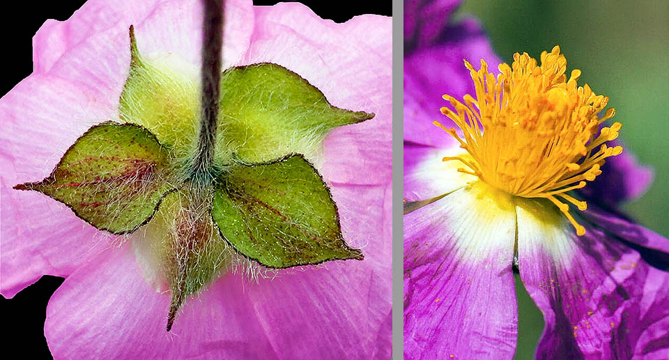 Cistus creticus Il calice di Cistus creticus è formato da 5 sepali triangolari lungamente pelosi, con i 3 esterni più grandi. L’unghia basale dei petali è giallo chiara. Numerosi stami giallo arancio, circondano il sottile pistillo.