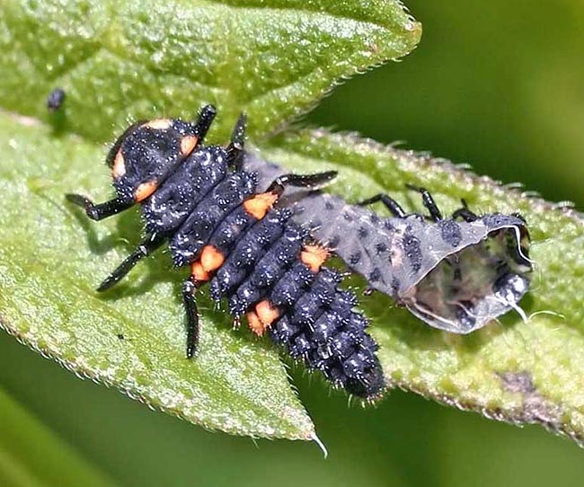 Coccinella septempunctata, Seven-spotted ladybug, Common ladybug, Coccinellidae