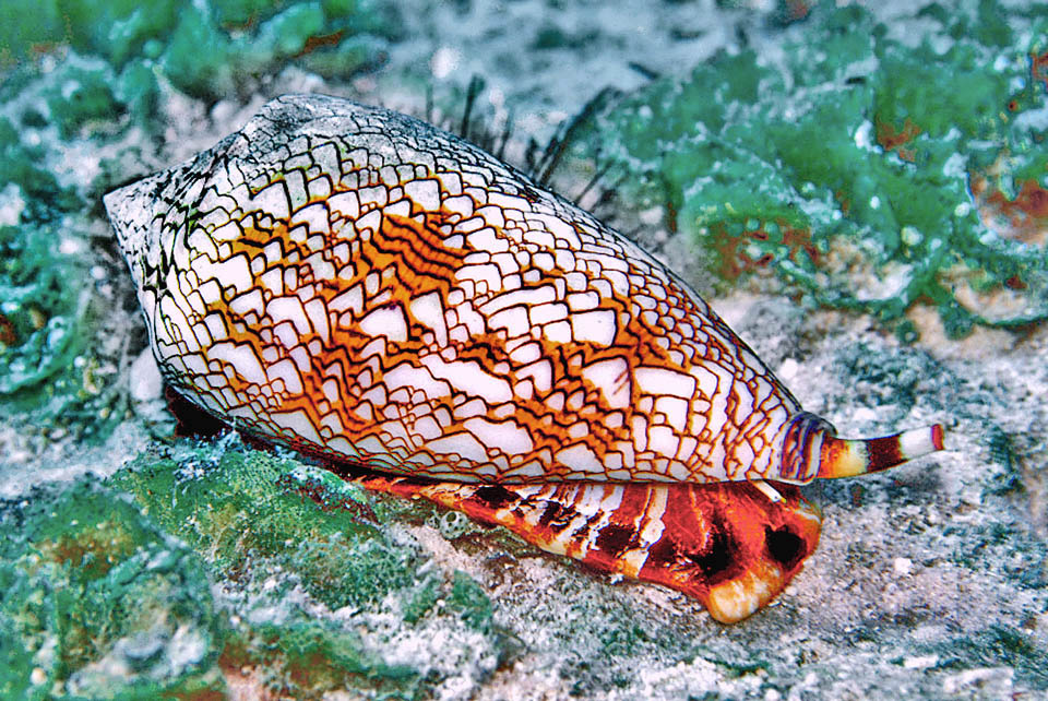 Se encuentra a poca profundidad. Es un molusco bent&oacute;nico que se arrastra sobre el sustrato con un pie musculoso, oculto en gran parte por su concha.