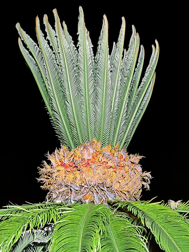 Il y a 300 millions d'années vivaient des plantes mâles et femelles, comme celle-ci de Cycas revoluta, avec son couffin d'ovules rouges.