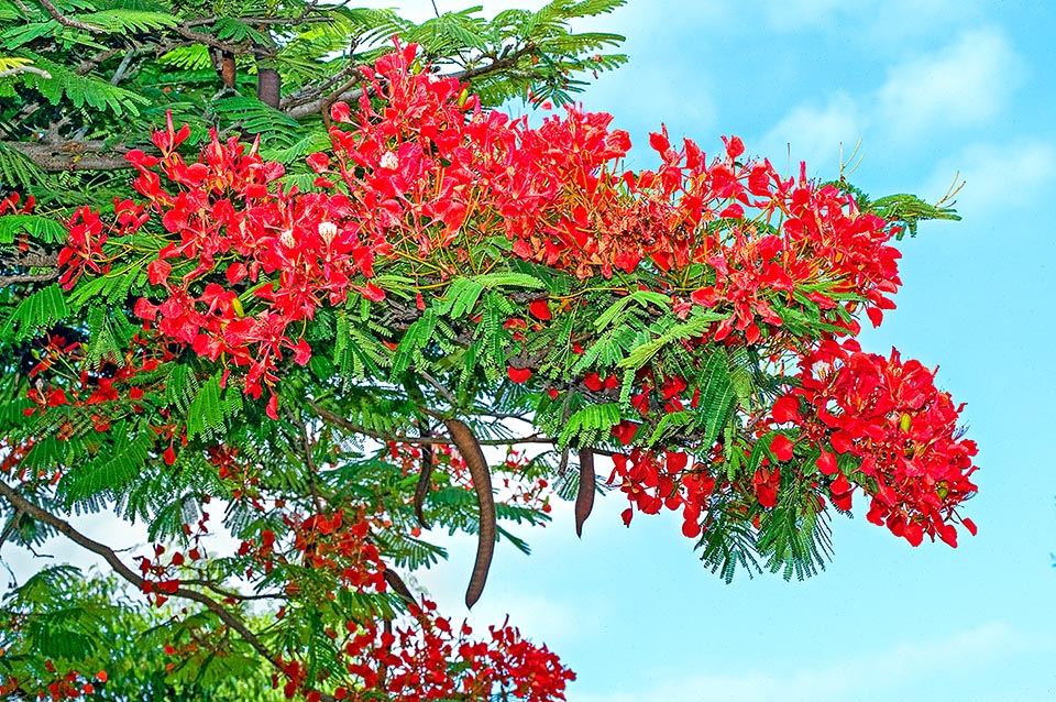 Delonix regia is a semi-evergreen plant with very elegant leaves falling only for a short time in the dry climates.