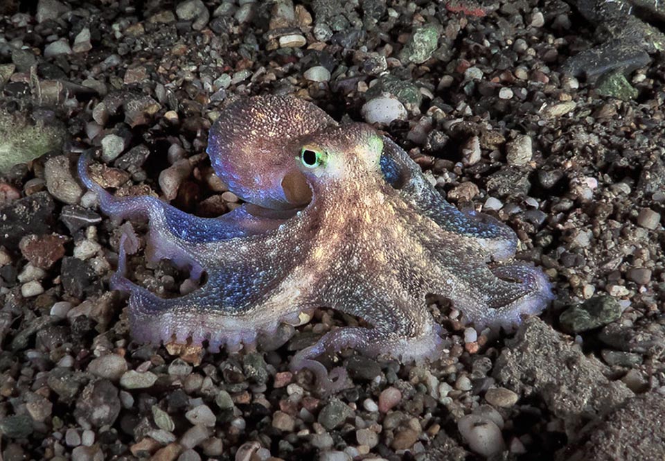 Eledone moschata, Musky octopus