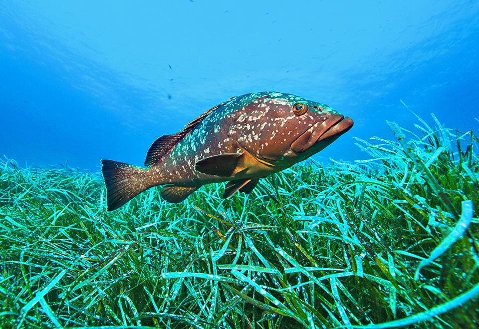 Frecuenta varios ambientes, como las praderas de posidonia. Es muy sedentario: si encuentra una guarida segura, con un buen territorio de caza, la conserva durante años.