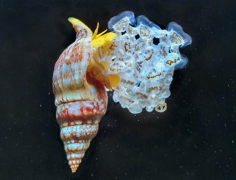 Euthria cornea Esta hembra pone los huevos sobre el cristal de un acuario. Los embriones adquieren una estructura diminuta, llamada «veliger», con un toque de caparazón y una expansión laminar pre-oral que transporta las partículas de alimento a la boca mientras permanece suspendido en el agua. Llevan vidas planctónicas durante varios meses antes de sufrir una metamorfosis y convertirse en adultos. Es un animal al que no le agradan las bajas temperaturas y que permanece dentro de los 30 m de profundidad.