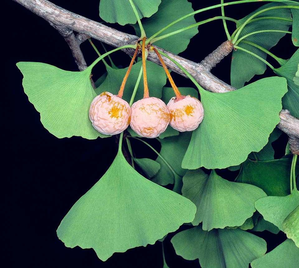 Las plantas femeninas de Ginkgo biloba, aunque no estén fecundadas, y ésta es la diferencia con las plantas con flores, producen pseudofrutos similar a las cerezas con un olor nauseabundo.