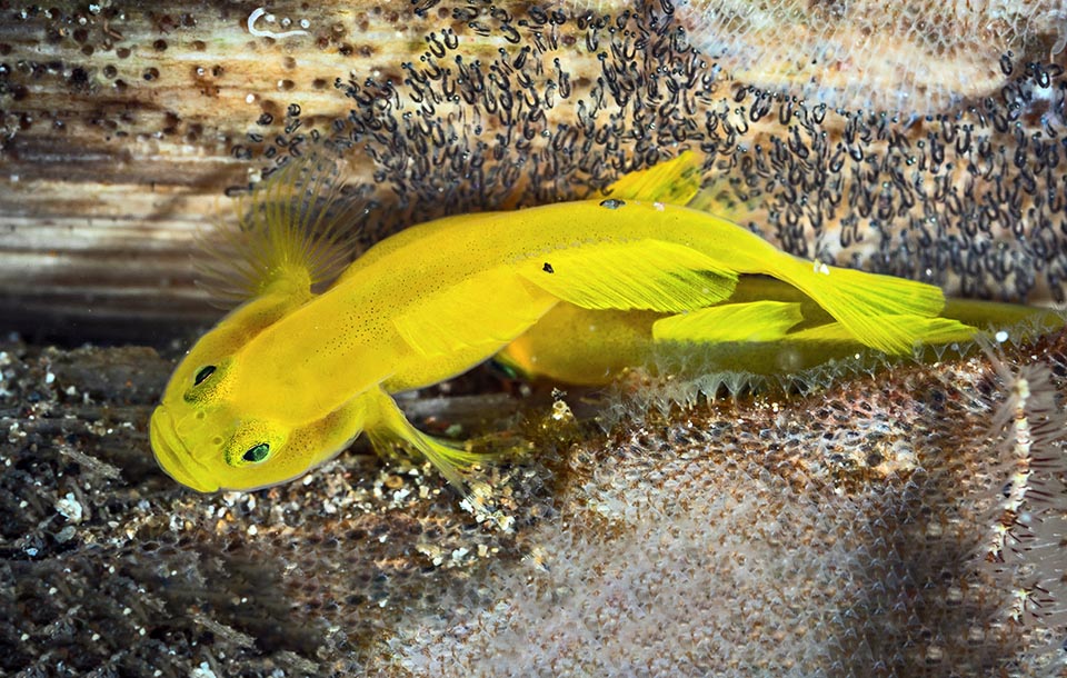 Hatched Gobiodon okinawae eggs.