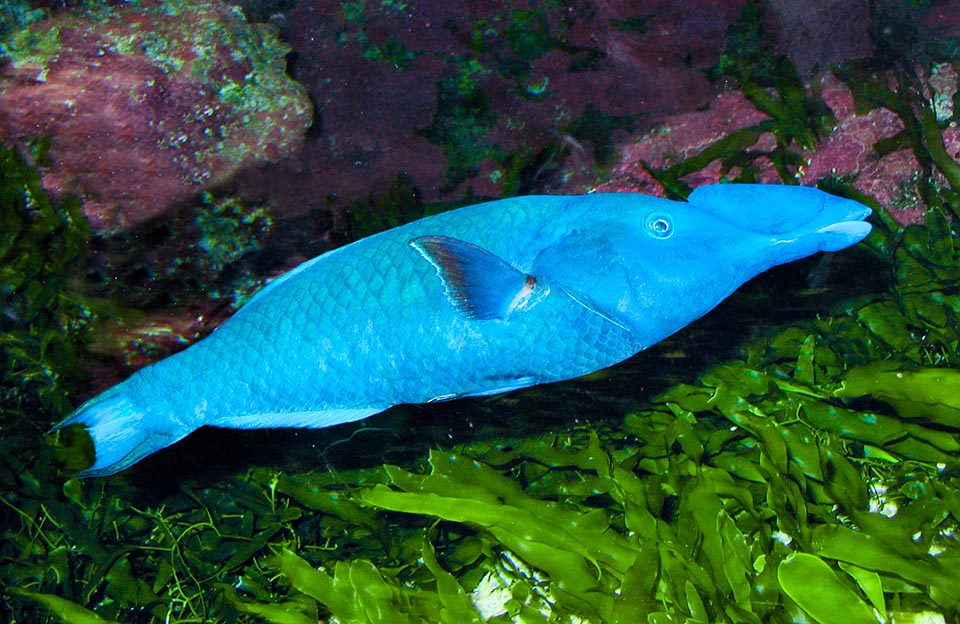 Gomphosus coeruleus, Labridae, Labre-oiseau indien