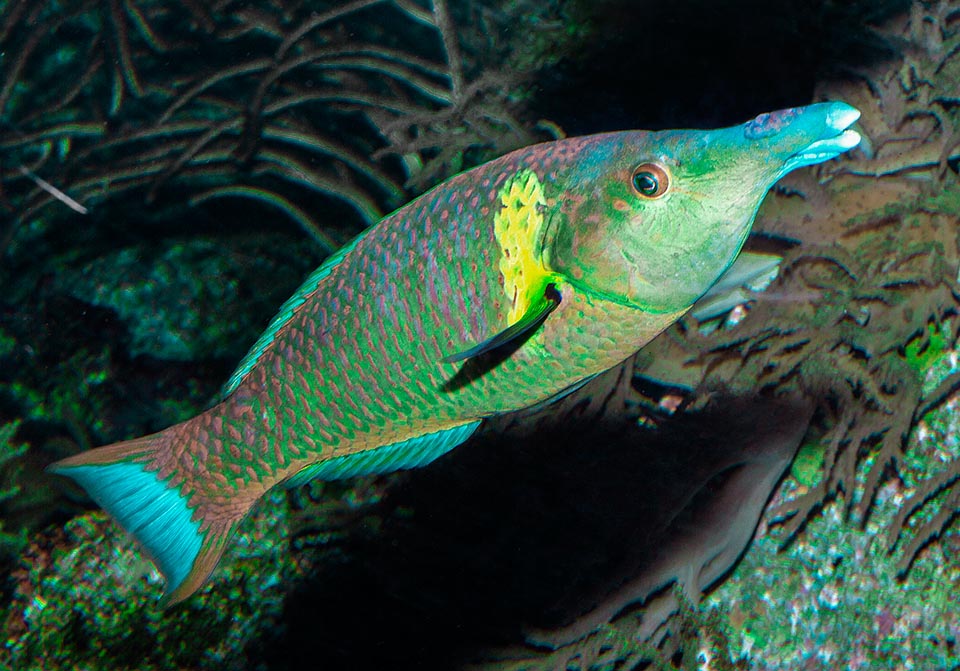 Gomphosus varius, Labridae, Labre oiseau