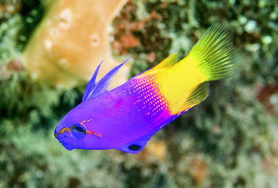 Gramma loreto Variopinto e divertente per queste sue acrobazie, facile da nutrire e rispettoso degli altri ospiti, Gramma loreto ben si adatta agli acquari domestici e si riproduce facilmente in cattività.