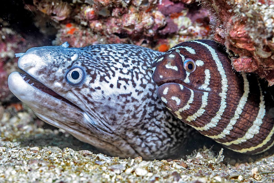 Gymnomuraena zebra descansa durante el día en una guarida que a veces comparte pacíficamente con morenas de otras especies, como aquí Muraena clepsydra.