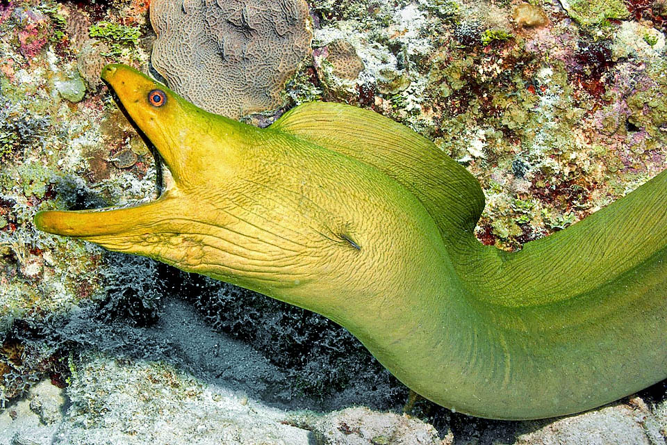 Gli orifizi branchiali sono ridotti a due semplici fori posti alla fine del capo sul prolungamento della bocca. Da questi non entra l’acqua per ossigenare le branchie, ma fuoriesce, perché le murene la prendono dalla bocca. Ed anche se questa probabilmente aveva altre intenzioni, in genere aprono e chiudono di continuo le fauci per respirare.