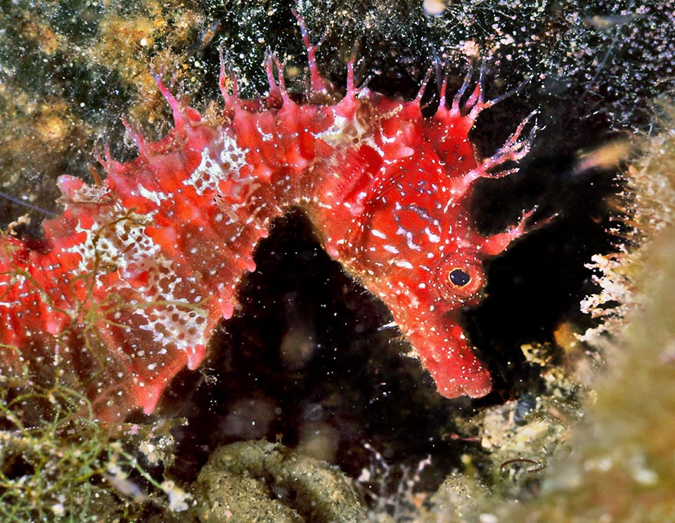 Raro Hippocampus guttulatus con la testa rossa