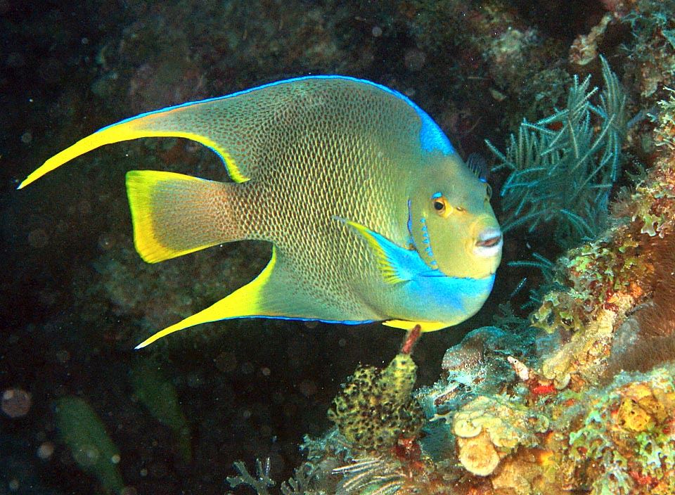 Holacanthus bermudensis a une livrée jaune, bleu verdâtre et bleu pastel.