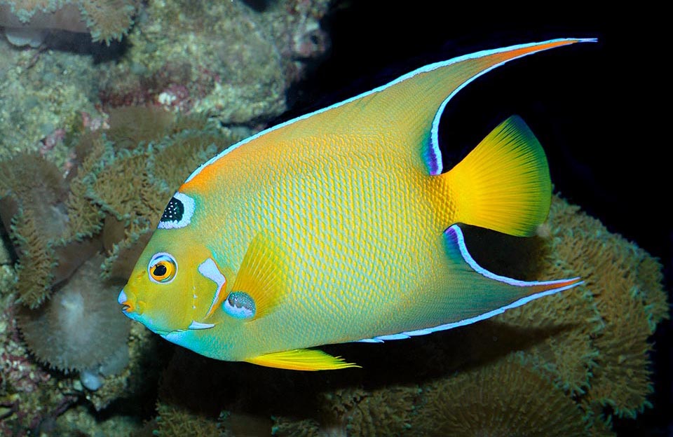 Yellow angelfish.