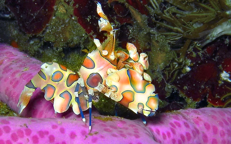 Hymenocera picta, Harlequin shrimp, Hymenoceridae