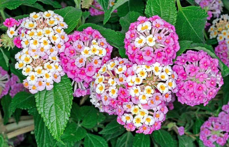 Lantana camara