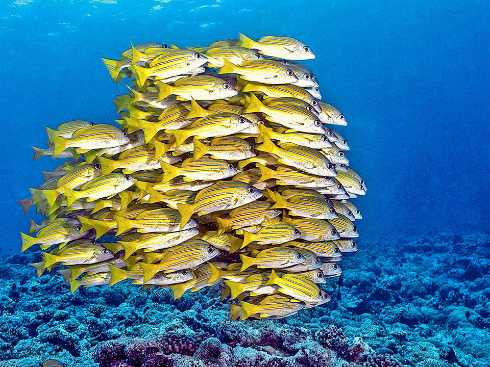 Un mimétisme de groupe car de loin cette étrange boule évoque tout sauf un poisson si bien qu'elle accueille souvent des espèces différentes tel qu'un rouget à la couleur analogue.