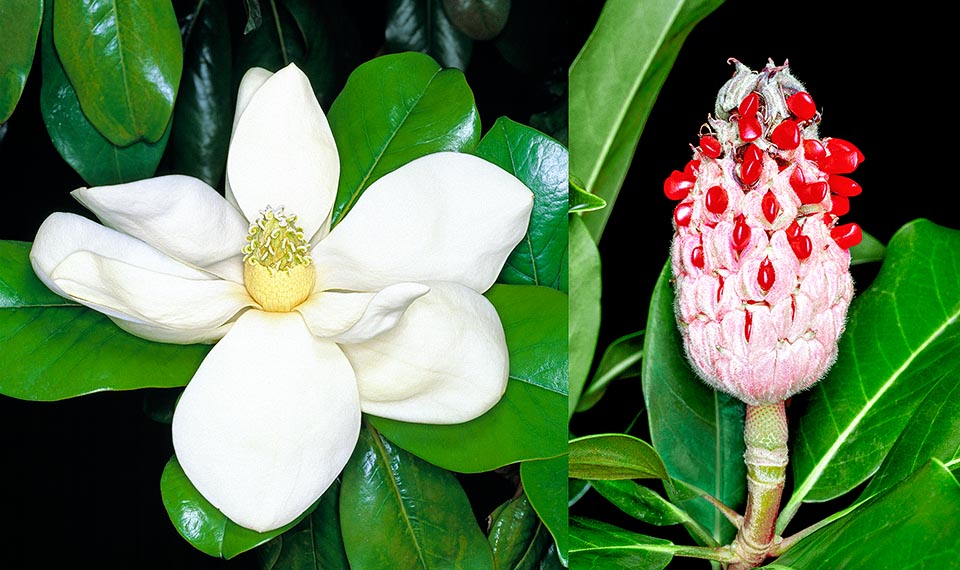 Magnolia grandiflora, Magnoliaceae