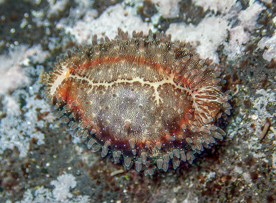 The mantle has a defensive mimetic mantle like fingerprints. The eggs, arranged one close to the other, in a circle, are protected by an adult until they hatch 