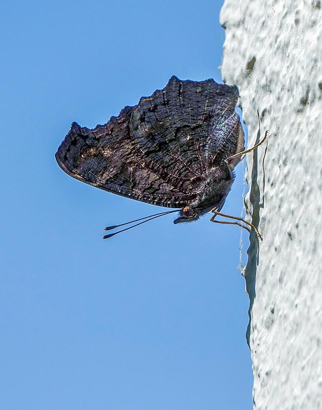 Aglais io, Nymphalidae, Inachis, European Peacock