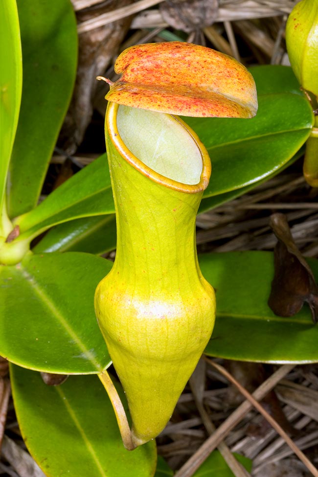 Les ascidies supérieures, longues jusqu'à 16 cm et larges jusqu'à 4,5 cm, sont soutenues par de courtes vrilles rigides. Leur ouverture est toujours dans la direction opposée à la tige. Le puits contenant le liquide destiné aux proies a 400 à 600 glandes digestives par cm²