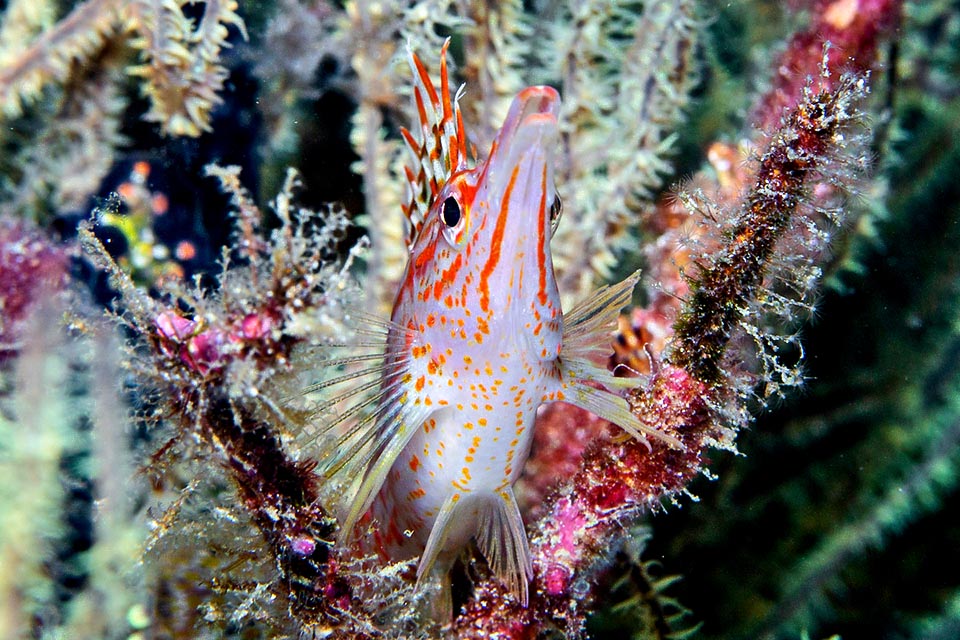 Oxycirrhites typus uses the outer rays of the pectoral fins as fingers.