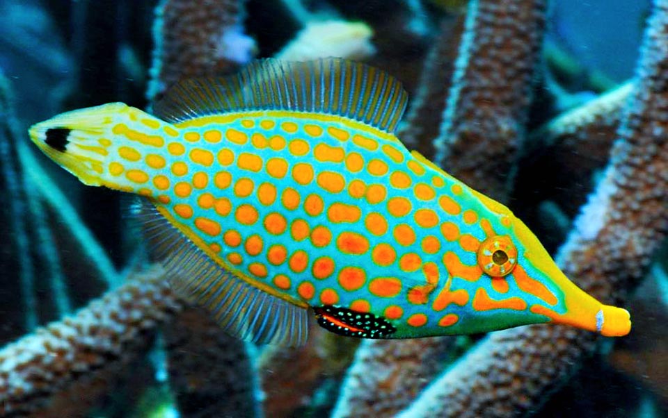 Oxymonacanthus longirostris confía su supervivencia a la llamativa librea, decididamente mimética en el colorido mundo de los corales