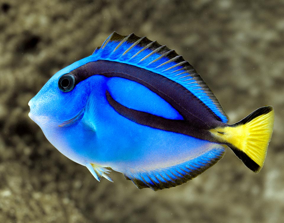 Young specimen. Paracanthurus hepatus embodies the character Dory in the famous animated comedy "Finding Nemo" 